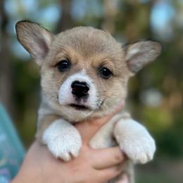 Dash - Sable male Pembroke Welsh Corgi puppy in Rolla, Missouri from 4A Corgis