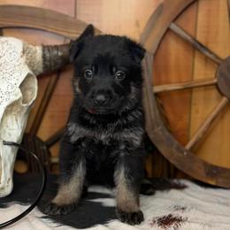 Inferno - Bi-color male German Shepherd puppy in Beech Grove, Arkansas from Ze Zadnich lesu