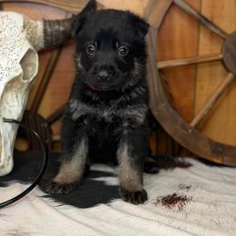 Inferno - Bi-color male German Shepherd puppy in Beech Grove, Arkansas from Ze Zadnich lesu