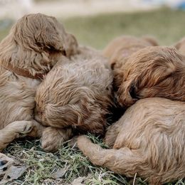 Goldendoodles from Pippa’s Pups