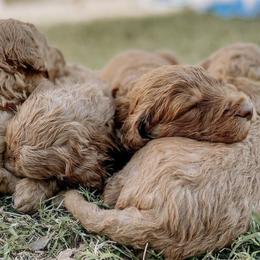 Goldendoodles from Pippa’s Pups
