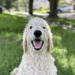 Mr. Pickle - Cream male Goldendoodle puppy in Gotha, Florida from Perlune Farms