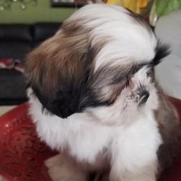 French Bulldog and Shih Tzu Puppies from Grandma Ts precious puppies