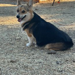 Tilly - Pembroke Welsh Corgi