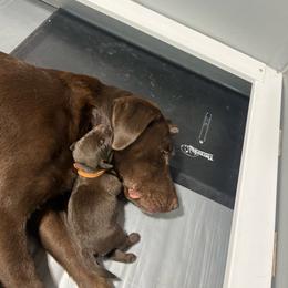 Girl 1 - Chocolate female Labrador Retriever puppy in Coldwater, Ohio from Midwest Labrador’s