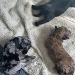 Abby - Merle female Goldendoodle puppy in Waynesboro, Virginia from Forest Creek Kennel