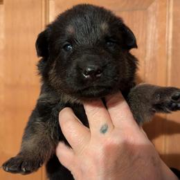 BOY 2 - Bi-color male German Shepherd puppy in Bennington, Vermont from Vom Eichenhain GSD's