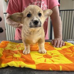 Girl 1 - Red female Pembroke Welsh Corgi puppy in Moulton, Alabama from Reed's Pembroke Corgi Welsh