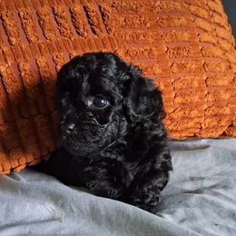 Ashanti - Black female Shihpoo puppy in Macon, Georgia from Shipoo Lane
