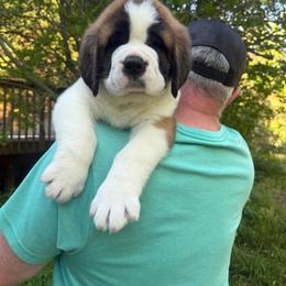 Chocklett - Brown and white male Saint Bernard puppy in North Beach, Maryland from Mt.Harmony Saint Bernards