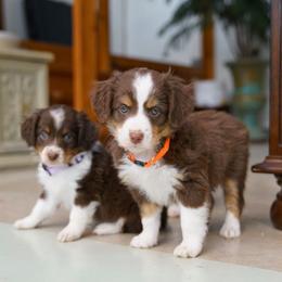 Miniature Australian Shepherd and Toy Australian Shepherd Puppies from Brat Aussies