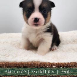 Rome - Black and tan male Pembroke Welsh Corgi puppy in Pine Village, Indiana from NL Horsemanship