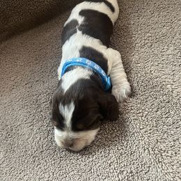 English Springer Spaniel Puppies from Picky’s Puppies