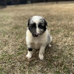 Blue Merle Boy - Blue merle and white male Shetland Sheepdog puppy in Shirley, Arkansas from Lucky Pups