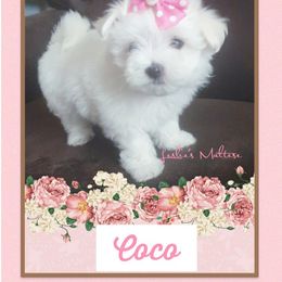 Maltese Puppies from Leslie's Maltese