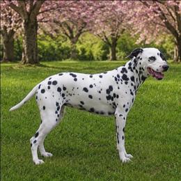 Hali - Dalmatian