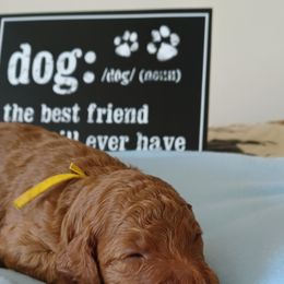 Goldendoodle Puppies from JDoodles