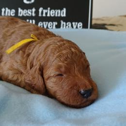 Goldendoodle Puppies from JDoodles