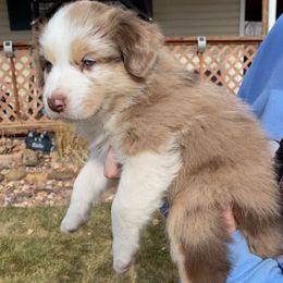 Oogie - Red merle male Australian Shepherd puppy in Neola, Utah from Wall To Wall Aussies