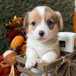 Toffee - Sable merle and white female American Corgi puppy in Paxton, Illinois from McGovern Family Corgis