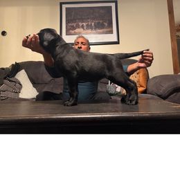 Flora - Labrador Retriever