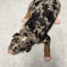 Basil - Blue merle male Bernedoodle puppy in Richmond, Texas from Harper’s Heartbeats