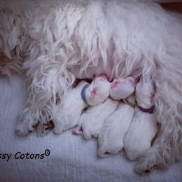 Coton de Tulear Puppies from Classy Cotons
