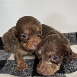 Duke - Chocolate and tan male Dachshund puppy in San Diego, California from San Diego Dachshunds
