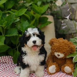 June - female Australian Mountain Doodle puppy in Dalton, Ohio from Haven Doodles