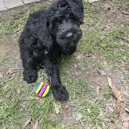 Schnoodle Puppies from Gunnie Luv, LLC