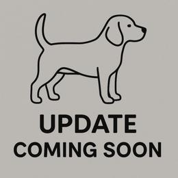 Cricket - Black tan and white male Beagle puppy in Rose Bud, Arkansas from Rajun Cajun Kennels