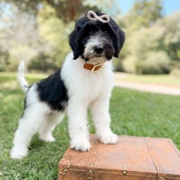 Misty - Parti female Goldendoodle puppy in Ooltewah, Tennessee from Allison Family Doodles