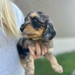 Casper - Blue merle male Aussiedoodle puppy in Berrien Spring, Michigan from Red Bud Beautiful Doodles