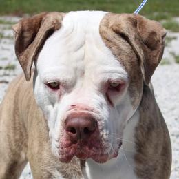 Boss - Alapaha Blue Blood Bulldog