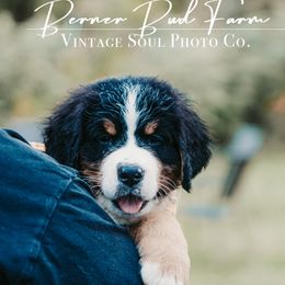 BOY - Tri-color male Bernese Mountain Dog puppy in White Lake, Michigan from Berner Bud Farm