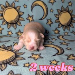 April - Cream female Havanese puppy in Decatur, Alabama from LaBeouf Havanese’s