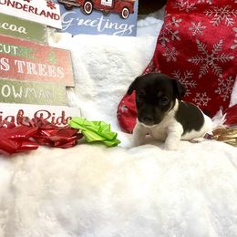 Border Collie and Jack Russell Terrier Puppies from CP FARMS BORDER COLLIES N JACKS CORP