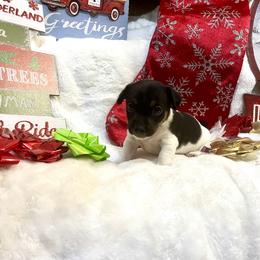 Border Collie and Jack Russell Terrier Puppies from CP FARMS BORDER COLLIES N JACKS CORP