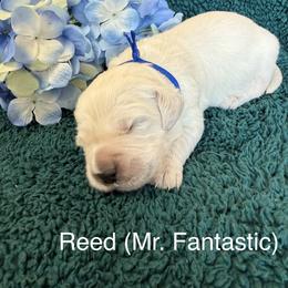 Reed - Light golden male Golden Retriever puppy in Conroe, Texas from Tails of Cypress