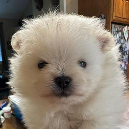 Boy 2 - White male Pomeranian puppy in Cullman, Alabama from Dixie Darlings Pomeranians