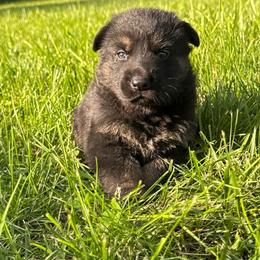 Zeus - Black and tan male German Shepherd puppy in Marshfield, Missouri from Benton K-9 Breeding