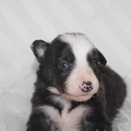 Ulysses - Black and white male Border Collie puppy in Cedartown, Georgia from Ferguson Border Collies