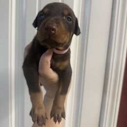 Pink girl - Red and rust female Doberman Pinscher puppy in Ludowici, Georgia from Royal Destiny Kennels