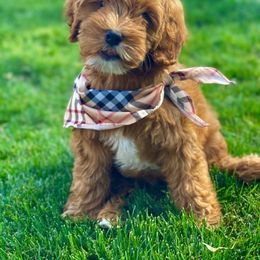 Goldendoodle Puppies from Doodle Bliss