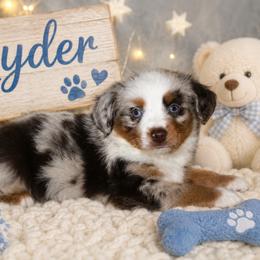 Ryder - Red merle male Miniature Australian Shepherd puppy in Paris, Texas from Kuttin’ Up Mini Aussies