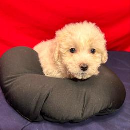 Ivy - White collar - White female Bichon Frise puppy in 63101 (St. Louis Metro Area), Missouri from BichonSTL