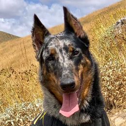 Océane - Beauceron