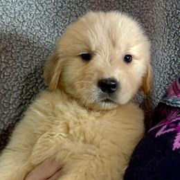 Yellow Collar Boy - Golden male Golden Retriever puppy in Garrison, Montana from Mattiaci Goldens