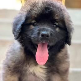 Green Boy - Reddish brown male Leonberger puppy in Eagle Mountain, Utah from Leo Fidelis Leonbergers