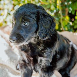 'Bo'-katan - Black female Goldendoodle puppy in Yucaipa, California from Golden Padawan Puppies